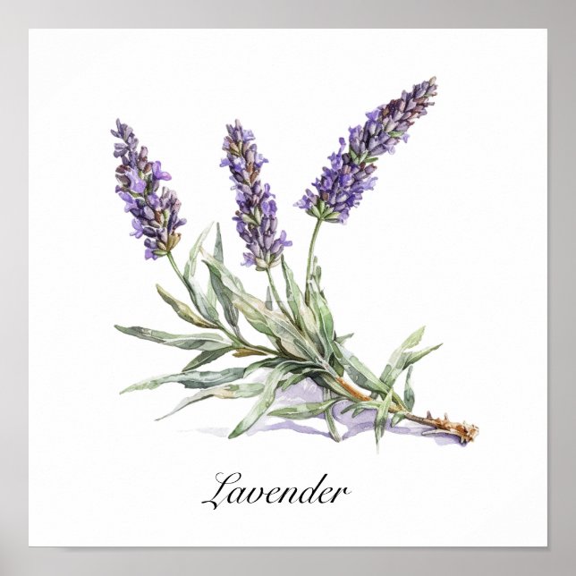Akvarell Lavendel Botanisk Välbefinnande Anpassad Poster (Framsidan)