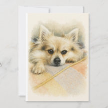 Akvarell Pomeranian Chihuahua Hund Porträtt 