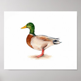 Akvarellmålning av stokkand poster