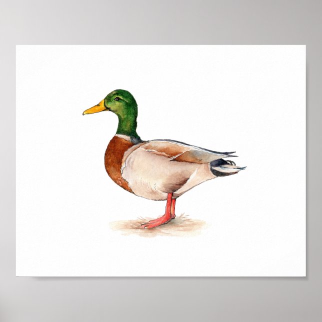 Akvarellmålning av stokkand poster (Framsidan)