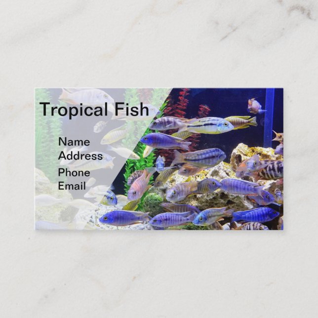 Akvarium med den härliga färgrika tropiska fisken visitkort (Framsida)