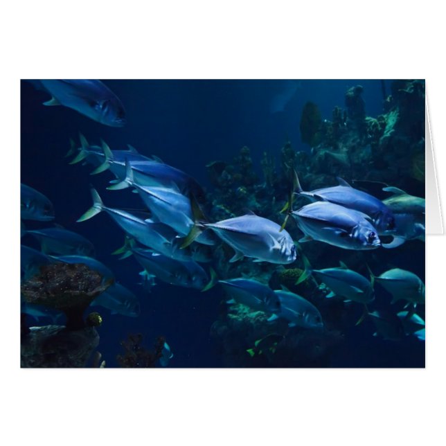 Akvarium OBS Kort (Framsidan Horizontal)