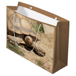 Ala aldabra