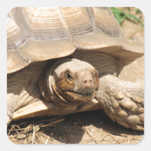 Ala Aldabra Fyrkantigt Klistermärke