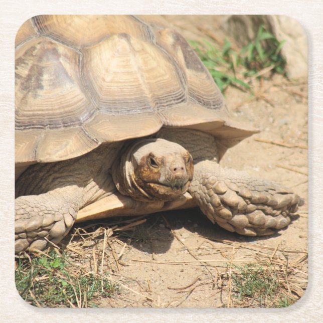 Ala Aldabra Underlägg Papper Kvadrat (Framsidan)