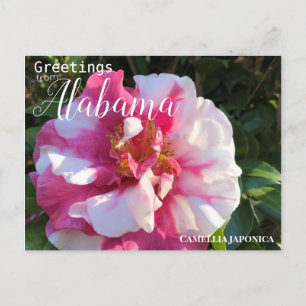 Alabama Camellia Flower Vykort