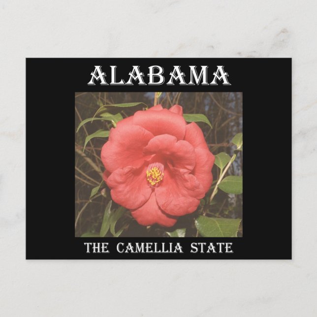 Alabama Camellia (Röd) Vykort (Framsida)