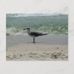 Alabama Gulf Coast Måsfågel Naturfotografering Vykort