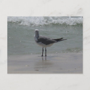 Alabama Gulf Coast Måsfågel Naturfotografering Vykort