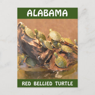 Alabama Red Belllied Turtle 2 (Alabama) Vykort