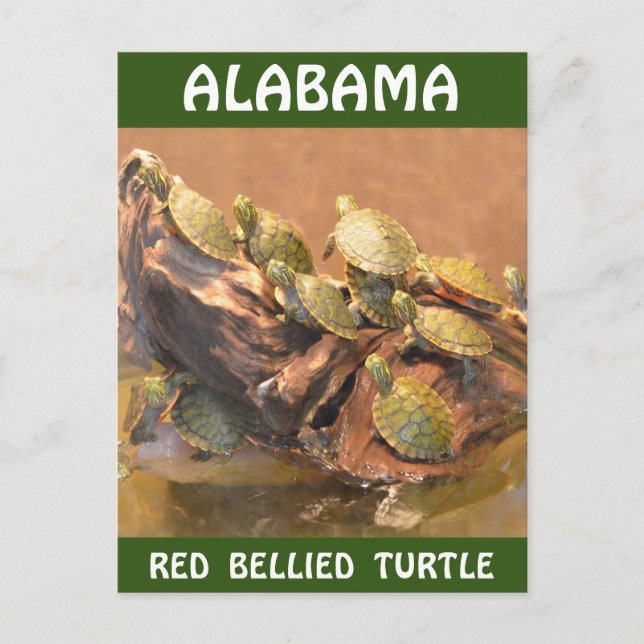 Alabama Red Belllied Turtle 2 (Alabama) Vykort (Framsida)