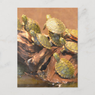 Alabama Red Belllied Turtle 2 (Alabama) Vykort