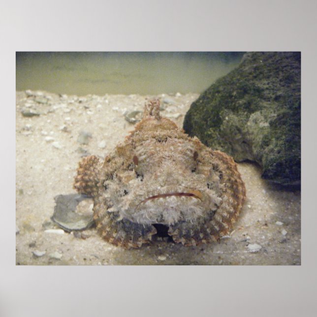 Alabama Sea Life #2 Poster (Framsidan)