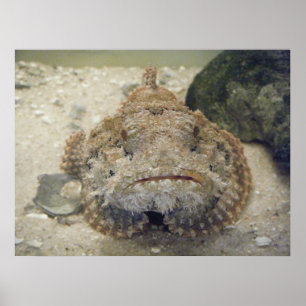 Alabama Sea Life #3-Kanvastrycket Poster