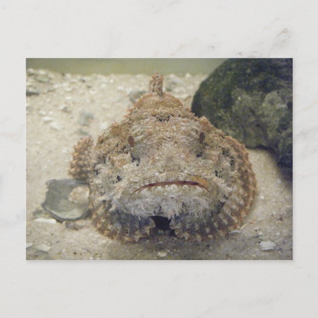 Alabama Sea Life #3-vykort Vykort (Framsida)