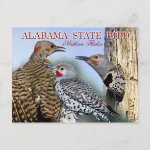 Alabama State Bird - Northern Flicker Vykort