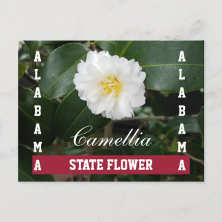 Alabama State Flower Camellia Postcard Vykort