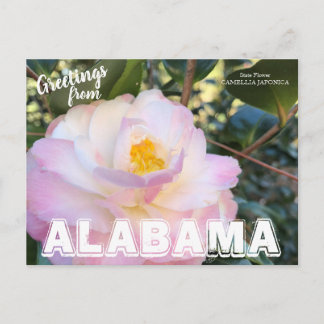 Alabama State Flower, Camellia Postcard Vykort