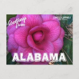 Alabama State Flower, Camellia Postcard Vykort