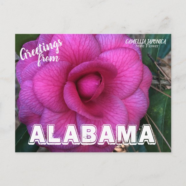 Alabama State Flower, Camellia Postcard Vykort (Framsida)