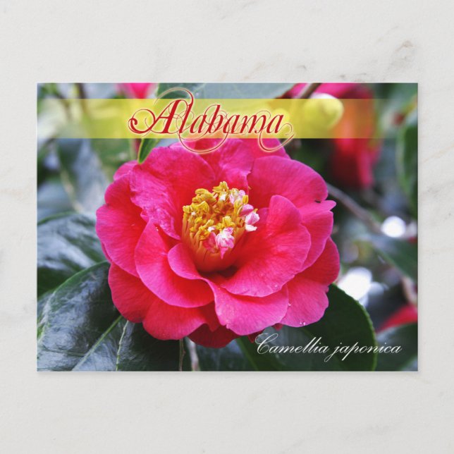Alabama State Flower - Camellia Vykort (Framsida)