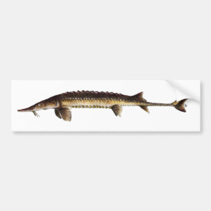 Alabama stör - Scaphirhynchus suttkusi Bildekal