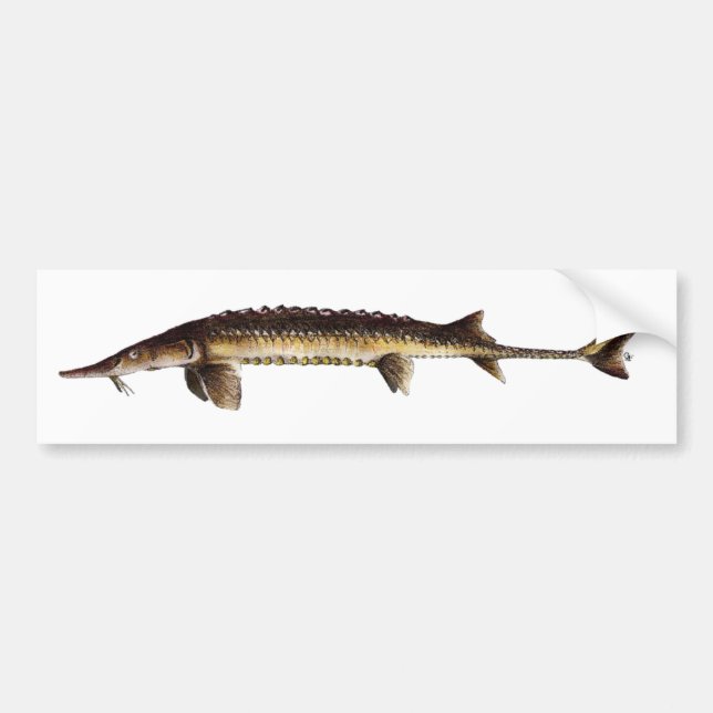 Alabama stör - Scaphirhynchus suttkusi Bildekal (Framsidan)