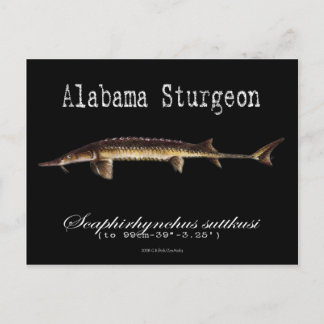 Alabama Sturgeon-Black-Postcard Vykort
