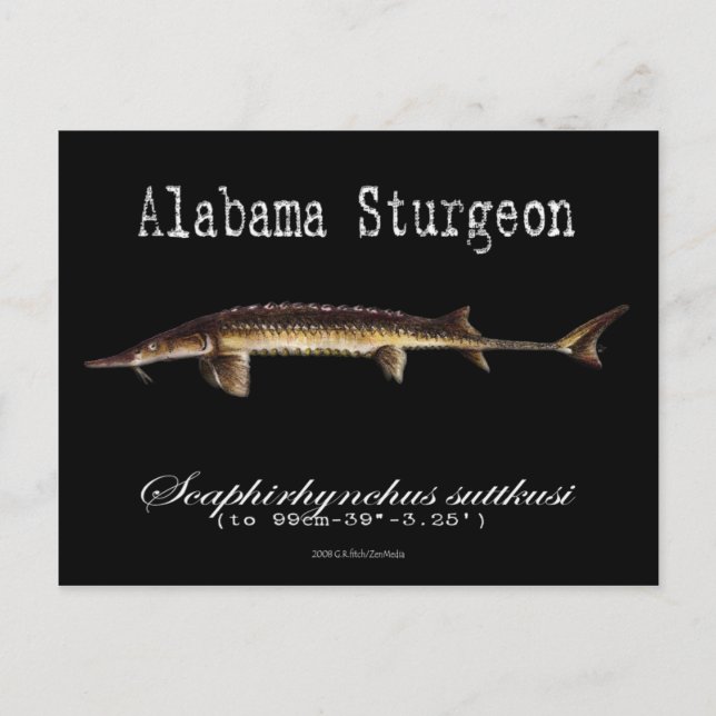 Alabama Sturgeon-Black-Postcard Vykort (Framsida)