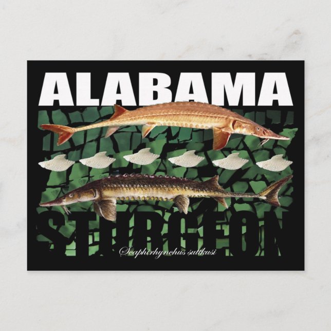 Alabama Sturgeon-Collage-Postcard Vykort (Framsida)
