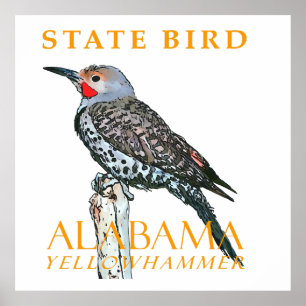 Alabama Territory Fågel Den Vanliga Fläckiga Hacks Poster