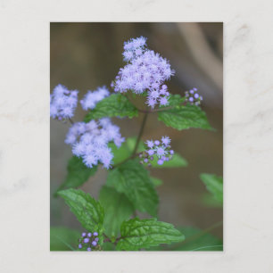 Alabama Vild Lavender Ageratum Wildblommor Vykort
