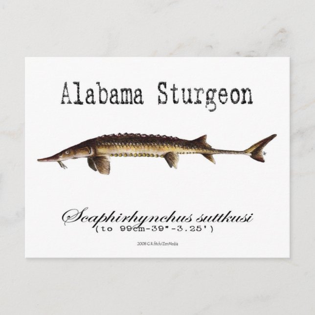 Alabama-White-Postcard Vykort (Framsida)