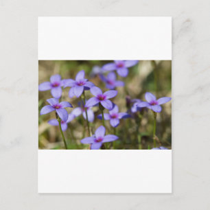 Alabama WildblomTiny Bluet - Houstonia pusilla Vykort