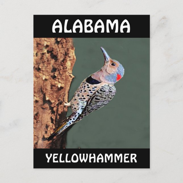 Alabama Yellowhammer Vykort (Framsida)