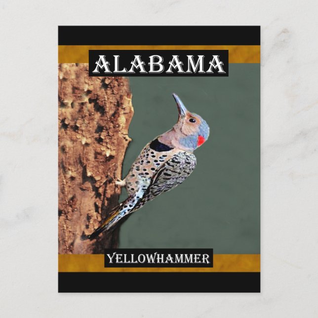 Alabama Yellowhammer Vykort (Framsida)