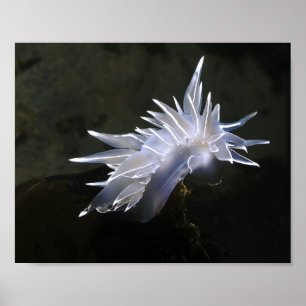 Alabaster Nudibranch Affisch