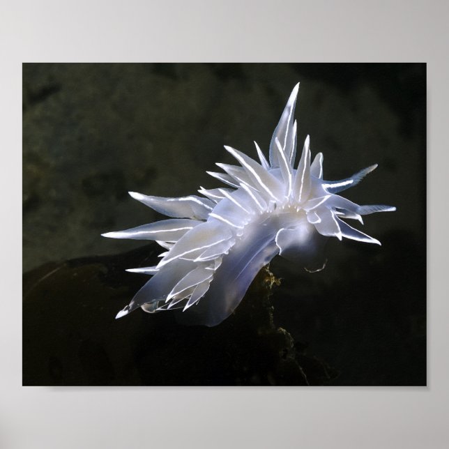 Alabaster Nudibranch Affisch (Framsidan)