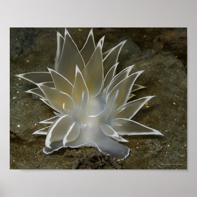 Alabaster Nudibranch (Dirona albolineata) Affisch (Framsidan)