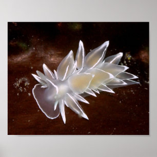 Alabaster Nudibranch - Fina Konsttryck Poster