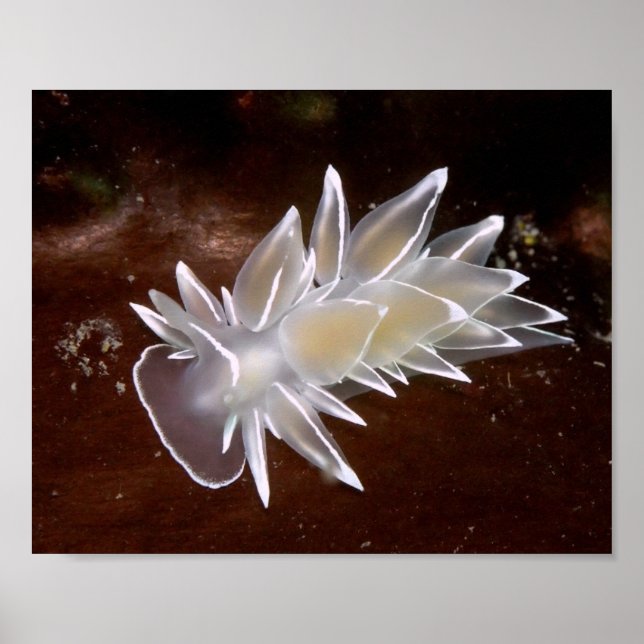 Alabaster Nudibranch - Fina Konsttryck Poster (Framsidan)