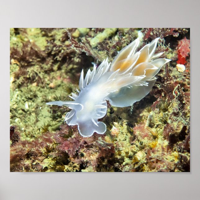 Alabaster Nudibranch - Finkonsttryck Poster (Framsidan)