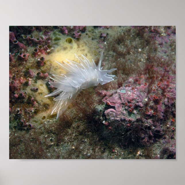 Alabaster Nudibranch Poster (Framsidan)