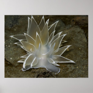 Alabaster Nudigren (Dirona albolineata) Poster