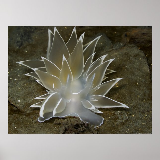 Alabaster Nudigren (Dirona albolineata) Poster (Framsidan)