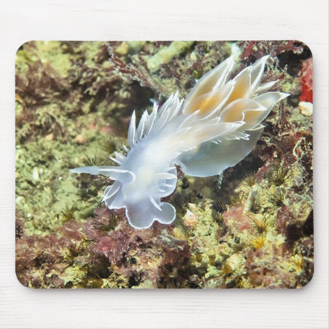 Alabaster Nudigren Musmatta (Framsidan)