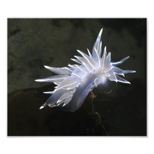 Alabaster Nudigren Photo Utvidgning Fototryck