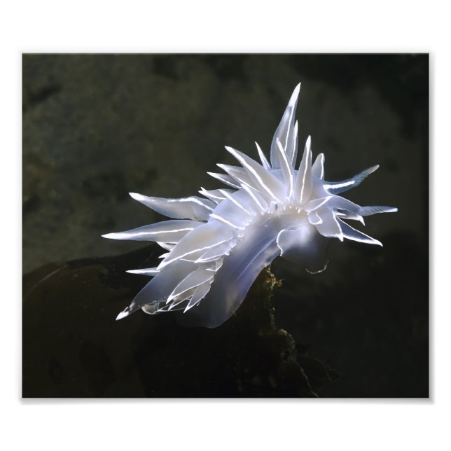 Alabaster Nudigren Photo Utvidgning Fototryck (Framsidan)