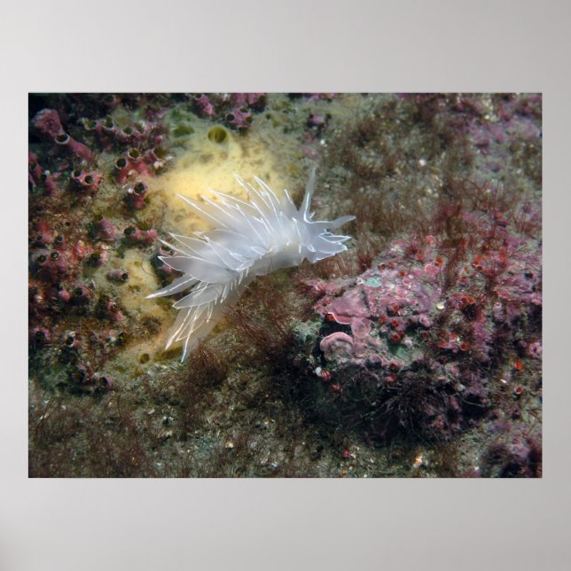 Alabaster Nudigren Poster (Framsidan)