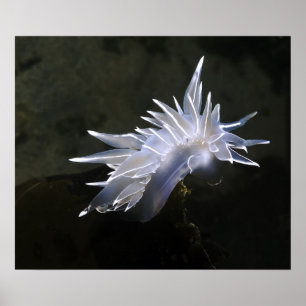 Alabaster Nudigren Poster